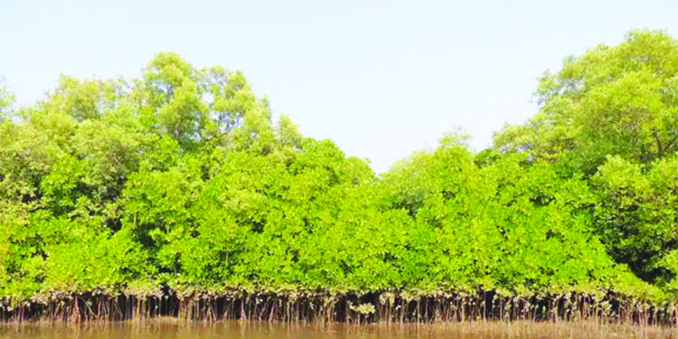 कांदळवनांची पर्यावरण संरक्षणासाठी मदत