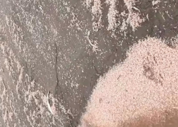 सुक्या मासळीवर अवकाळी पावसाचे पाणी