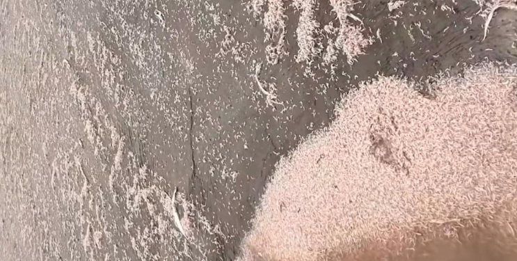 सुक्या मासळीवर अवकाळी पावसाचे पाणी