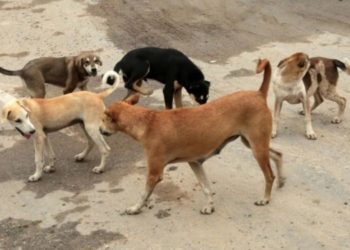 जिल्हा परिषदेची कुत्र्यांचे निर्बीजीकरण मोहीम बारगळली