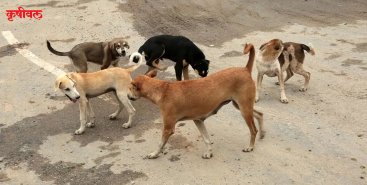 जिल्हा परिषदेची कुत्र्यांचे निर्बीजीकरण मोहीम बारगळली