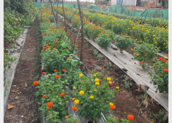 तलावातील पाण्यावर बहरली फुलशेती