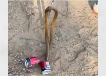 कोल्ड्रिंकच्या टिनमध्ये शिरला नाग