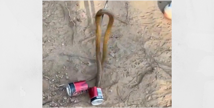 कोल्ड्रिंकच्या टिनमध्ये शिरला नाग