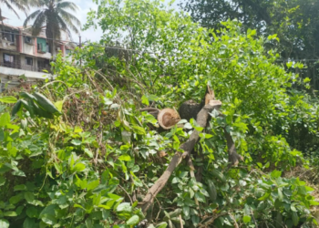 महावितरणकडून झाडांची कत्तल