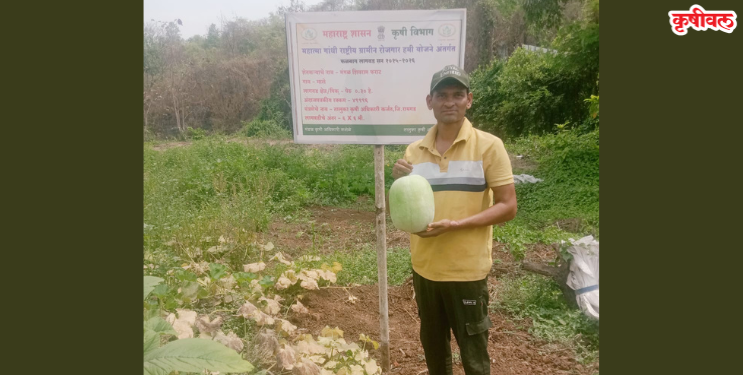 सेंद्रिय खतावर सात किलो वजनाचा डांगर