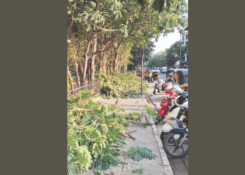 पावसाळ्यापूर्वी खांदा कॉलनीत वृक्ष छाटणी