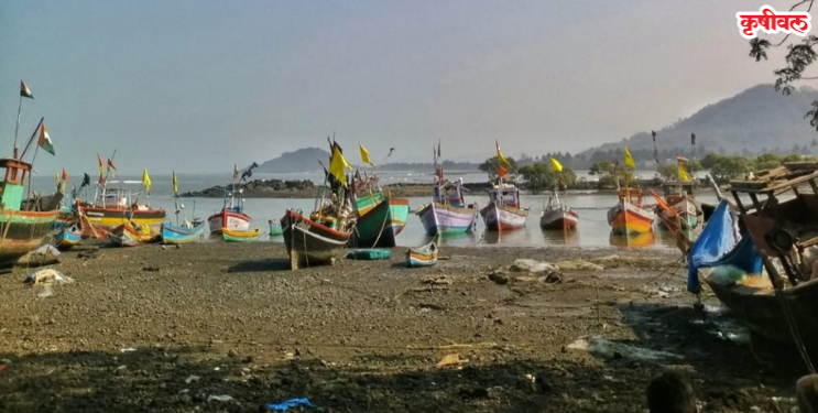 ताराबंदरातील कांदळवन कत्तलीवर प्रशासनाचे मौन