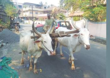 बदलत्या काळातही बैलगाडीचे महत्त्व कायम