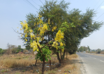 बहावा फुलांनी रस्ते फुलले