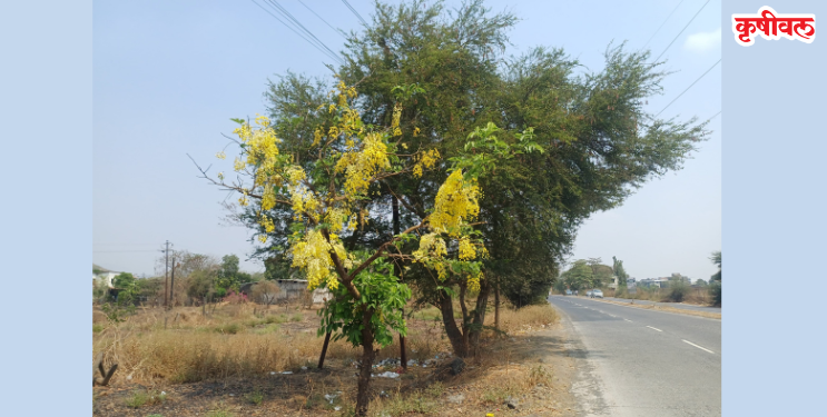 बहावा फुलांनी रस्ते फुलले