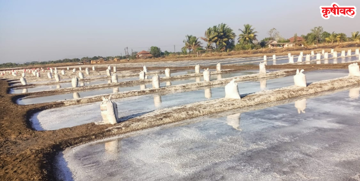 पेणची मिठागरे इतिहासजमा