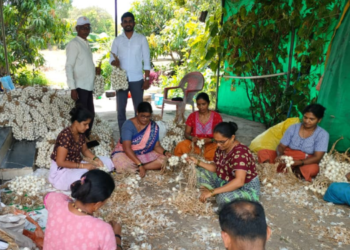 पांढऱ्या कांद्याच्या उत्पादनात घट