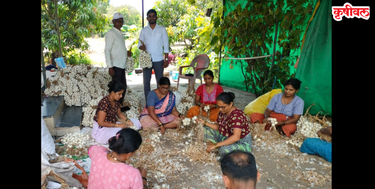 पांढऱ्या कांद्याच्या उत्पादनात घट