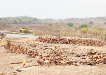 कशेळे सुगवे परिसरात बेसुमार जंगलतोड