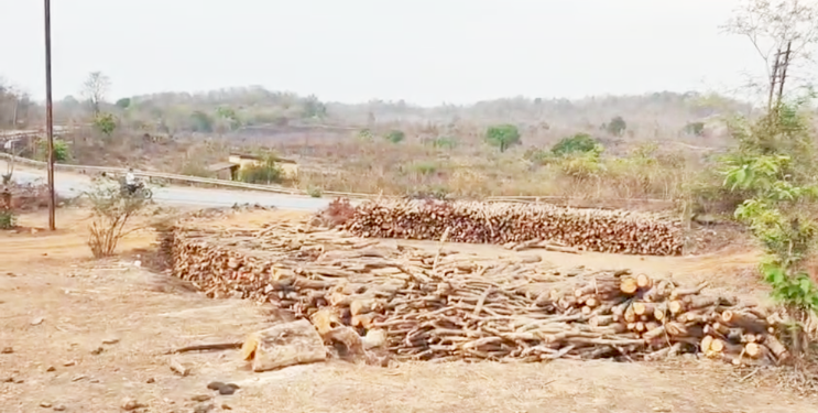 कशेळे सुगवे परिसरात बेसुमार जंगलतोड