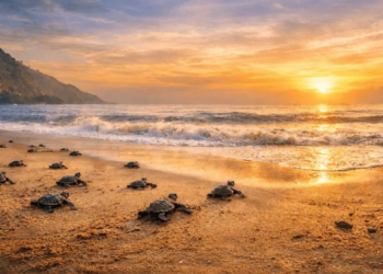 वेळासमध्ये कासव महोत्सवाचा श्री गणेशा