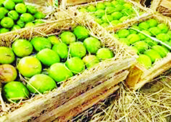 हापूसला अवकाळी पावसाचा फटका