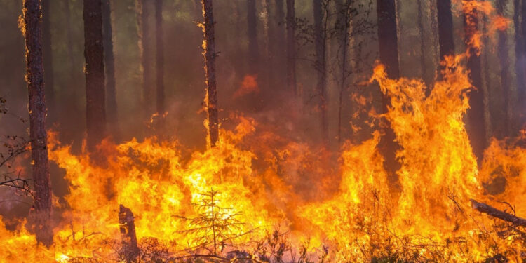 वाढत्या वणव्यांचा पर्यावरणाला फटका