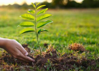 तीनशे कोटी वृक्षांची होणार लागवड