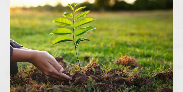 तीनशे कोटी वृक्षांची होणार लागवड