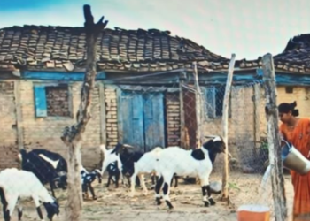 पशुपालकांना मिळणार बिनव्याजी कर्ज