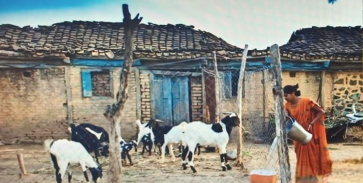 पशुपालकांना मिळणार बिनव्याजी कर्ज