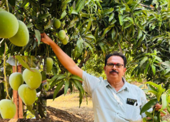 रायगडच्या हापूसचा अमेरिकेत डंका