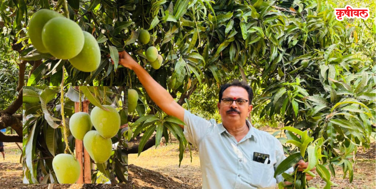 रायगडच्या हापूसचा अमेरिकेत डंका