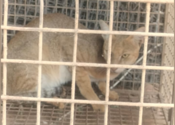 वाघाटी जातीच्या रानमांजराला जीवदान