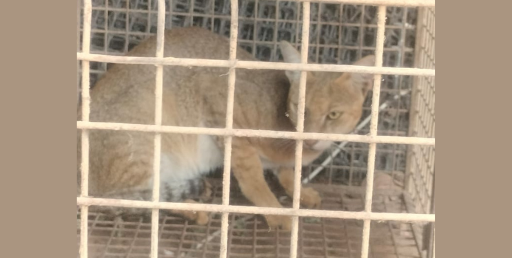 वाघाटी जातीच्या रानमांजराला जीवदान