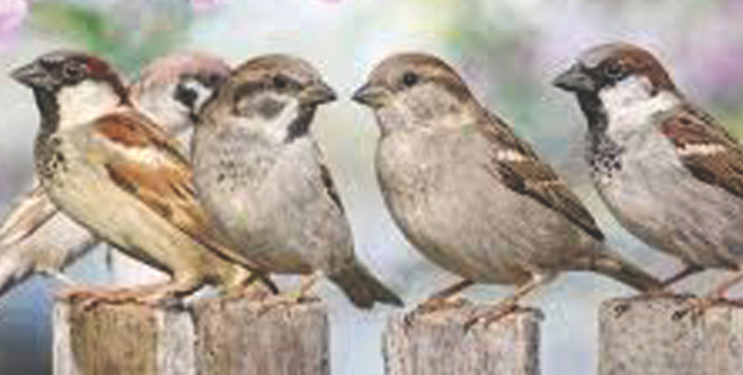 सिमेंटच्या इमारतीमुळे चिमण्यांचा चिवचिवाट बंद!