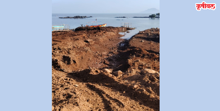 ताराबंदरमध्ये कांदळवनाची कत्तल सुरूच