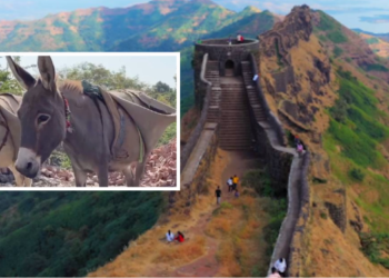 किल्ले रायगडावरील बांधकाम साहित्याची वाहतूक करणाऱ्या पाच गाढवांचा मृत्यू