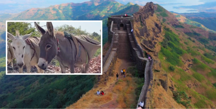 रायगड किल्यावर बांधकाम साहित्य वाहून नेणाऱ्या पाच गाढवांचा मृत्यू