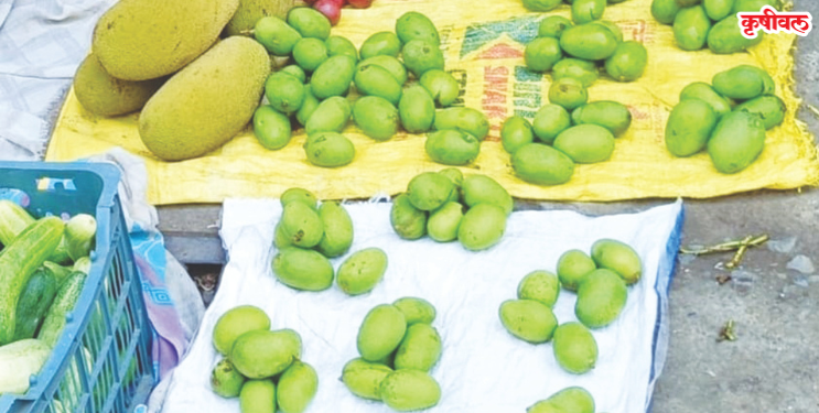 बाजारपेठांमध्ये गावरान कैऱ्या विक्रीसाठी दाखल