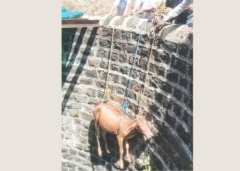 विहिरीत पडलेल्या गायीला जीवदान