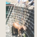 विहिरीत पडलेल्या गायीला जीवदान