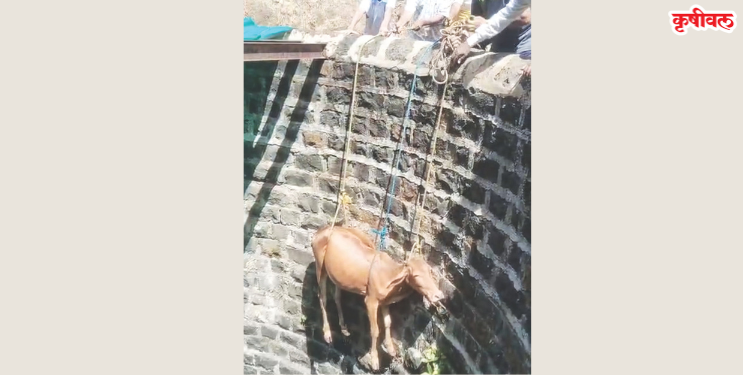 विहिरीत पडलेल्या गायीला जीवदान