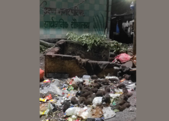 उरणमध्ये उंदरांचे साम्राज्य