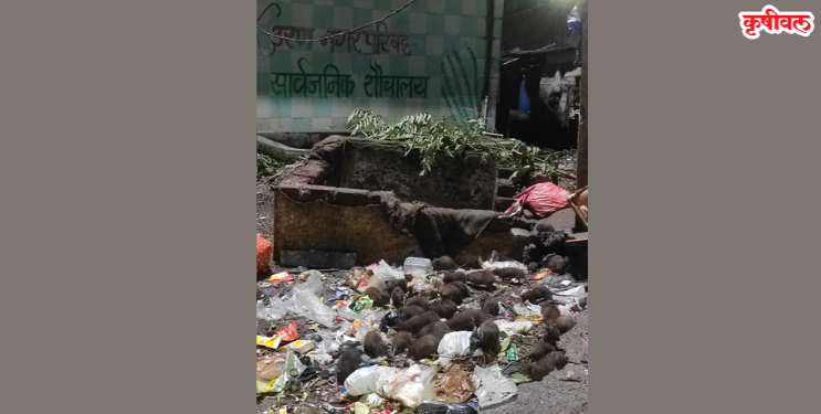 उरणमध्ये उंदरांचे साम्राज्य