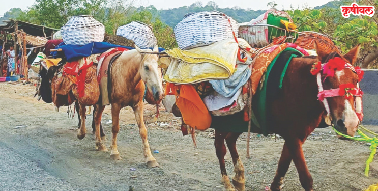 मेंढपाळांना परतीचे वेध
