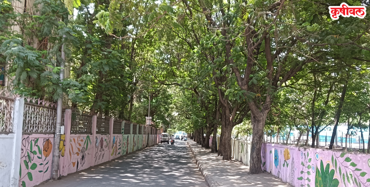 झाडांच्या सावलीची किंमत ओळखा!