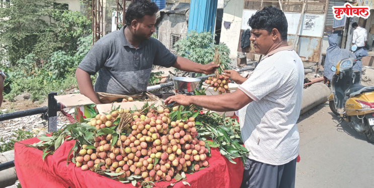 उन्हाळ्यात लिचीची बाजारात एंट्री