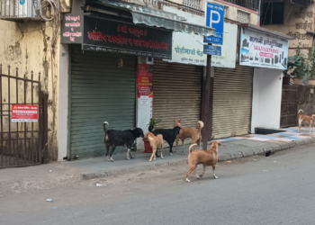 भटक्या कुत्र्यांचा वावर वाढल्याने नागरिकांमध्ये भीतीचे वातावरण