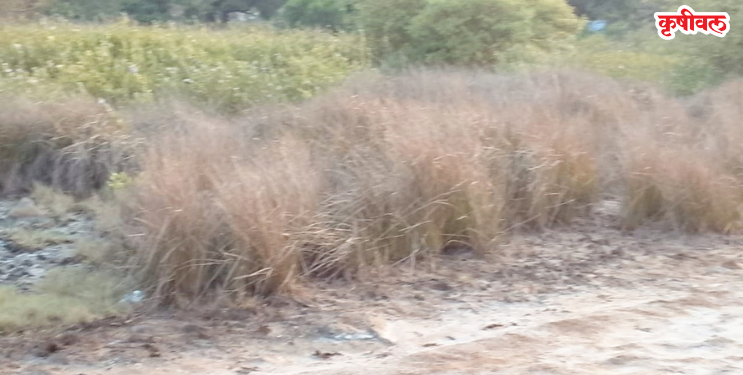 निडीच्या खाडीत कांदळवनावर घाला