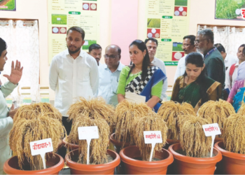 कृषी मेळाव्यात भाताच्या वाणाची चर्चा