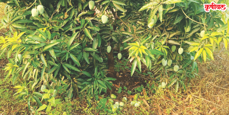अवकाळीमुळे आंब्याचा बाजार धुळीस