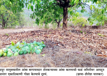 आंबा पिकाचे प्रचंड नुकसान