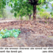 आंबा पिकाचे प्रचंड नुकसान